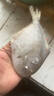 新鲜银鲳鱼国产海鲜水产海捕白鲳鱼速冻小鲳鱼昌鱼平鱼鲳鳊鱼晶鱼 3斤装【3-4条/斤】 实拍图
