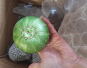 京鲜生 绿宝香瓜甜瓜  4粒装 单果200g起 生鲜水果 实拍图