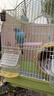 万宠汇 鸟活体虎皮鹦鹉笼养牡丹玄风活鸟学说话手养小太阳鹦鹉和尚鹦鹉 蓝色虎皮+绿色虎皮（一公一母） 实拍图