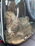licheers猫包外出大号宠物背包便携太空舱猫笼狗袋双肩透气大容量猫咪书包 实拍图