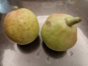 京鲜生 新疆特级库尔勒香梨 净重5斤单果120g以上 生鲜水果 实拍图