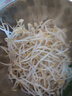 有机绿豆芽 200g 实拍图