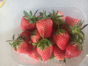樱鲜多地次日达顺丰JD丹东99红颜牛奶奶油甜草莓新鲜水果年货送礼盒装 3盒 甄选果【45枚】单果18-26g 实拍图