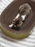 疯狂的主人猫抓板窝碗形超大号猫抓盆不掉屑猫窝宠物猫玩具瓦楞纸猫爪板 实拍图