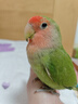 万宠汇 鸟活体虎皮鹦鹉笼养牡丹玄风活鸟学说话手养小太阳鹦鹉宠物鹦鹉 蓝银牡丹鹦鹉1只 实拍图