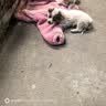 中华田园犬小型长不大适合小孩家养的高智商狗狗活物狗崽狗仔幼犬 田园级 小花狗+狗粮+狗笼+包邮 公 实拍图