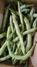 农家四季豆新鲜现摘云南长扁豆角农家应当季蔬菜芸豆现摘菜豆 新鲜四季豆2斤带箱 实拍图