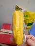 十月稻田 黄甜糯玉米 8根 3.52斤 真空包装 东北粘玉米棒 低脂早餐 实拍图