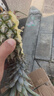 广东徐闻香水菠萝新鲜水果生鲜热带孕妇水果整箱包邮 【限时低价】1个装  单果650g起 实拍图