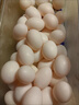 均鲜新鲜土鸽子蛋杂粮喂养农家特产白鸽蛋信鸽蛋孕妇宝宝年货节礼盒装 30枚750g左右大个种鸽蛋礼盒装 实拍图