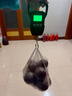 香山手提秤电子秤 便携秤克秤称菜 吊秤高精度行李秤60kg 黑色 充电款 实拍图