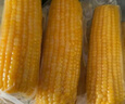 十月稻田 黄甜糯玉米 8根 3.52斤 真空包装 东北粘玉米棒 低脂早餐 实拍图