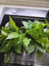 双盟绿萝盆栽除甲醛花卉绿植办公室新房净化空气 120款10盆源头直发 实拍图