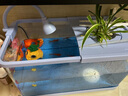 阔庭（KUOTING）鱼缸水族箱生态桌面鱼缸新款懒人鱼缸生态造景过滤制氧一体机蓝色 实拍图