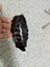 东义严选鱼骨辫发箍高颅顶发箍头饰手工鱼编发遮白发发卡女母亲节520礼物 鱼骨辫发箍【深棕色-1个】 实拍图