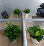 双盟绿萝盆栽除甲醛花卉绿植办公室新房净化空气180菱形3盆源头直发 实拍图