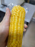 华田禾邦【大棒6根】东北黄糯玉米2.4~3斤 新鲜甜黏玉米粒 早餐苞米 烧烤 实拍图