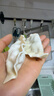 必品阁（bibigo）玉米蔬菜猪肉水饺 1200g 约48只 早餐夜宵速冻饺子 实拍图