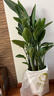 植男植女天堂鸟盆栽客厅室内好养大型落地绿植办公室大叶鹤望兰源头直发 实拍图