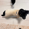 贝初众狗狗衣服冬季保暖猫咪冬天衣服中小型犬秋冬小狗衣服泰迪比熊柯基 棕色-加厚珊瑚绒【可牵引】 XL 【适合8-11斤宠物】 加厚保暖 实拍图