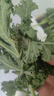羽衣甘蓝新鲜生鲜蔬菜嫩叶甘兰芥蓝西餐沙拉榨汁减肥减脂 羽衣甘蓝减脂尝鲜装1斤 实拍图