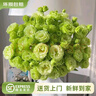 云南鲜花批发品质玫瑰百合水养鲜切花送女友生日礼物源头直发 绿色洋桔梗200g 【任选2件—不收运費】 实拍图
