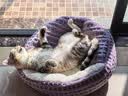 瓜洲牧猫窝冬季保暖狗窝秋冬宠物半封闭式狗狗过冬猫咪冬天钻被子贝壳窝 贝壳窝【升级保暖-紫色】 M码【直径50CM】20斤内宠物 实拍图