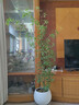 叹为观止 大型盆栽 单杆辫子发财树天堂鸟绿萝散尾葵办公室内开业乔迁礼品 小叶簕竹1.5-1.8米【圆球盆】 含盆 实拍图