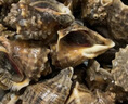 皮小鲜【鲜活发货】青岛大海螺鲜活1500g海鲜贝类生鲜 鲜活海螺肉送芥末 大海螺 1500g （共13-18只） 实拍图