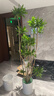 叹为观止 大型盆栽 单杆辫子发财树天堂鸟绿萝散尾葵办公室内开业乔迁礼品 造型百合竹1.5-1.7米【圆柱盆】 含盆 实拍图