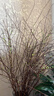 花翁干枝支水培植物花卉室内盆栽绿植 雪柳鲜枝70-80cm20支源头直发 实拍图