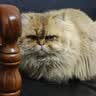 贝初众猫窝四季通用封闭式猫屋加厚中小型犬狗窝冬季保暖夏季夏天可拆洗 可爱猫头窝【建议25斤内】 亲肤舒适 造型可爱 实拍图