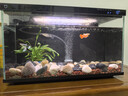 米家（MIJIA）小米米家智能生态鱼缸还原自然生态补仓一次三月无忧出差旅行必备 实拍图