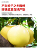 京鲜生 梅州沙田柚金柚净重4.5斤2粒单果2斤+ 年货礼盒 源头直发包邮 实拍图