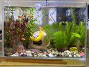 YEE鱼缸金晶超白金鱼裸缸8060家用客厅桌面小草缸龟缸玻璃生态溪流缸 30*17*20*5mm超白玻璃裸缸 实拍图