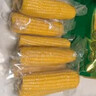 十月稻田 四平黄甜糯玉米 8根 3.52斤 东北黏玉米棒 真空包装 非转基因 实拍图