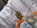 瑾味緣纸皮核桃新疆185阿克苏原味手剥核桃 25年新年货特产孕妇坚果零食 新疆纸皮核桃5斤【手捏即开 】 实拍图