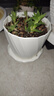 九千谷多肉花盆欧式创意简约白色小号2个装 塑料花盆加厚 带拖盘4283 实拍图