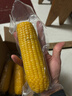 京鲜生东北黄糯玉米300g*8棒 甜黏玉米低脂早餐代餐粗粮真空装 源头直发 实拍图