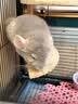 大英博物馆巴斯特系列萌猫抱福披肩送女生 实拍图