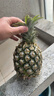 广东徐闻香水菠萝新鲜水果生鲜热带孕妇水果整箱包邮 【限时低价】1个装  单果650g起 实拍图
