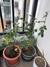 意轩欧月果汁阳台室内观花植物花卉盆栽四季开花月季 小苗 实拍图