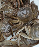 【活蟹】苏状元鲜活大闸蟹现货公5.0-5.3母4.0-4.3两 5对10只螃蟹年货海鲜礼盒源头直发 实拍图
