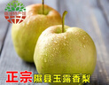 香凝梨园 山西隰县玉露香梨 临汾馆精品水果生鲜梨隰县特产礼盒装 12颗大果约9斤 实拍图