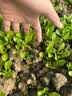 北蔬 生菜种子苗四季盆栽生吃奶油罗马生菜菜种籽 罗马生菜籽约5000粒 实拍图