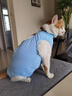 欢宠网宠物猫咪绝育服猫手术服母猫衣服断奶术后恢复幼小猫猫透气防舔衣 实拍图