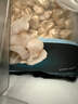 1号会员店蒜蓉粉丝扇贝 鲜活捕捞 严选深海虾夷扇贝 454g（12只装） 实拍图