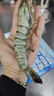 粤海湾南海巨型黑虎虾超大特大号 老虎虾大虾生鲜海鲜礼盒年货送礼虾类 超大15头 700g(净重)  长16-18cm 顺丰/深圳|北京|武汉发货 实拍图