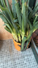 2025头茬大葱原汁原味正宗精品铁杆大葱农家现挖现发新鲜脆嫩 带脏皮去半叶带箱5斤装 实拍图