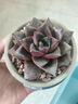 多肉植物自选套餐系列组合搭配花卉盆栽绿植精品多肉新手入门 大和锦4-5厘米 塑料盆栽好 实拍图